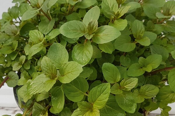 Mentha x piperita Black Mitcham, pot de 1,3 L, production maison