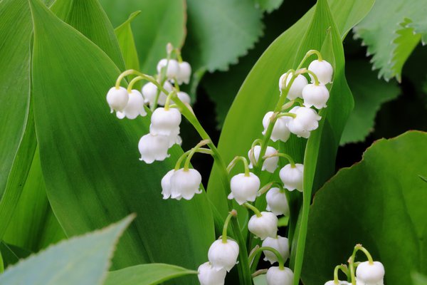 Muguet (Convallaria majalis), pixabay, plantes vivaces, plantes toxiques vivaces