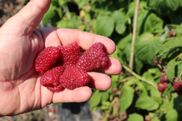 Framboisier remontant Primeberry&reg; Malling Happy&reg; framboisier nain Lowberry&reg; Little Sweet Sister&reg; (Rubus idaeus)