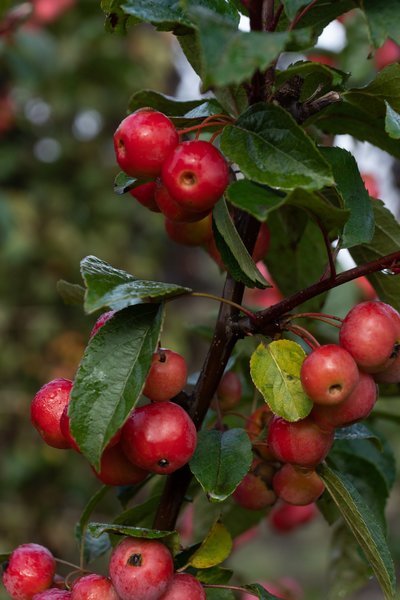 Malus 'Red Sentinel', Zierapfelbaum 'Red Sentinel', Hinrichs, XXL Pflanze