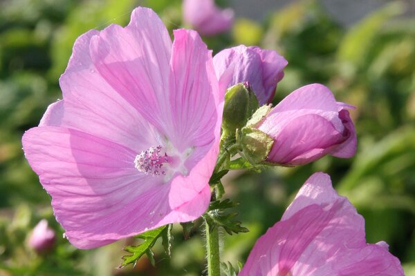 Malva moschata, mauve musqu&eacute;e, vivaces comestibles