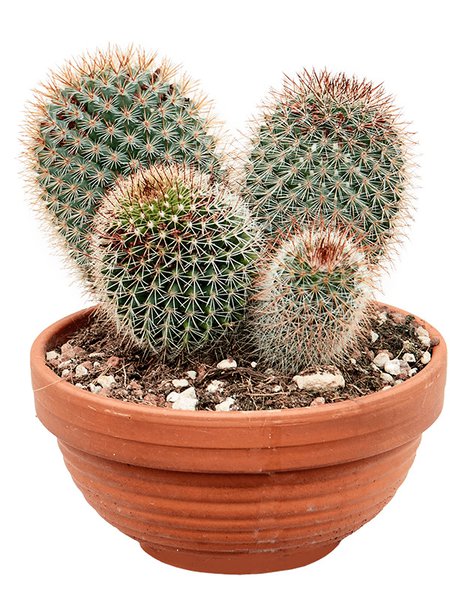 Mammillaria pringlei, Cluster kugel, im 17cm Topf, H�he 20cm, Breite 18cm