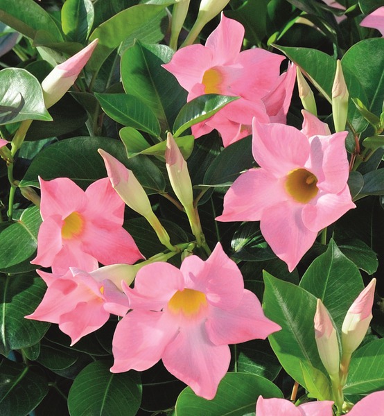 Dipladenia Jade Rose'