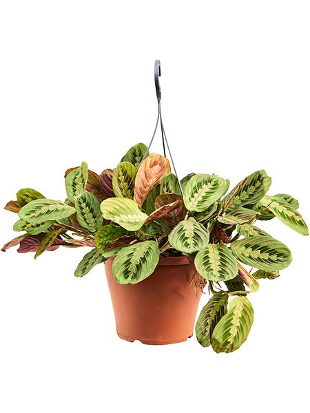 Maranta leuconeura 'Fascinator', Ampel, im 26cm Topf, H�he 35cm, Breite 35cm