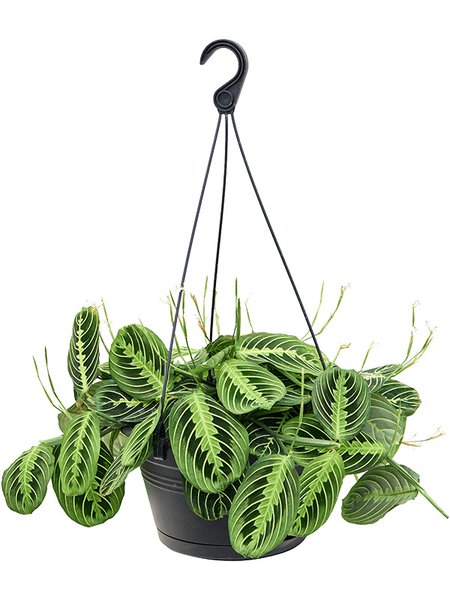 Maranta leuconeura 'Lemon', Ampel, im 28cm Topf, H�he 50cm, Breite 40cm