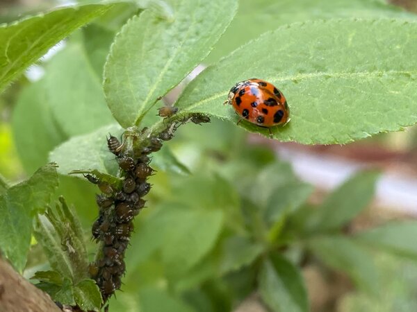 Pucerons et coccinelles