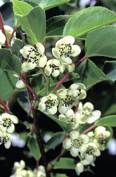Kiwa&iuml;, mini-kiwi &laquo;&nbsp;Maskulino&nbsp;&raquo;, Actinidia arguta, Lubera