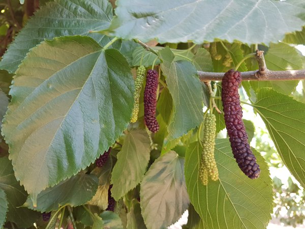 M&ucirc;rier Morus alba 'Black Bombastic'