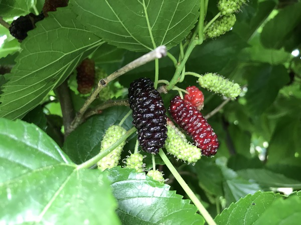 M&ucirc;rier Illionois