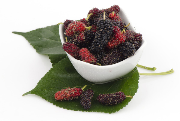 go&ucirc;t des m&ucirc;res, Morus alba x rubra, Illinois Everbearing