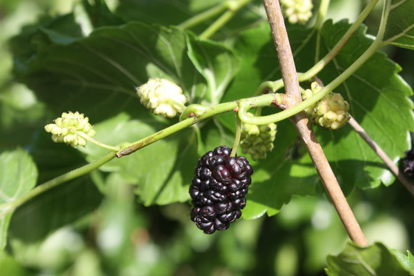 Acheter un m&ucirc;rier LUBERA