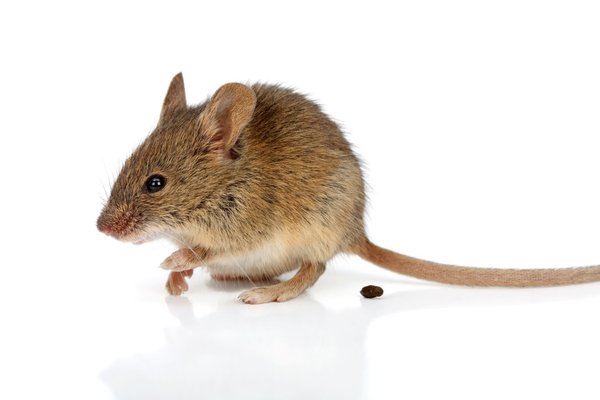 Les excr�ments de souris sont dangereux�!
