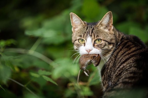 Les chats peuvent �tre infect�s en mangeant des souris