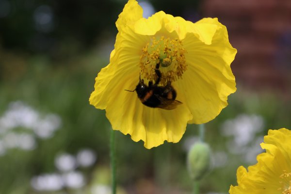 Meconopsis cambrica Wald- Scheinmohn, mit Hummel, insektenfreundliche Stauden f&uuml;r Insekten
