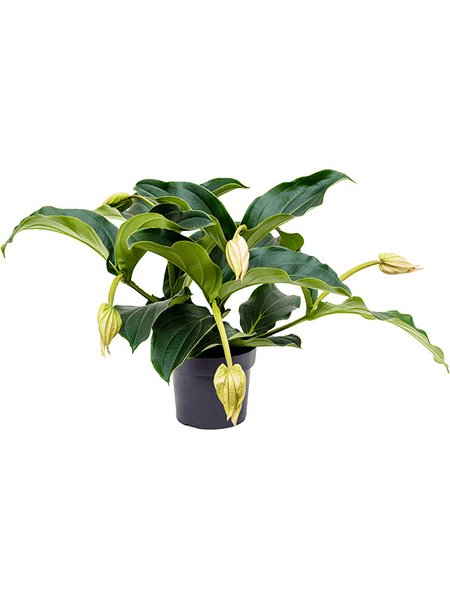 Medinilla magnifica, 4+ Bl�te, im 17cm Topf, H�he 65cm, Breite 30cm