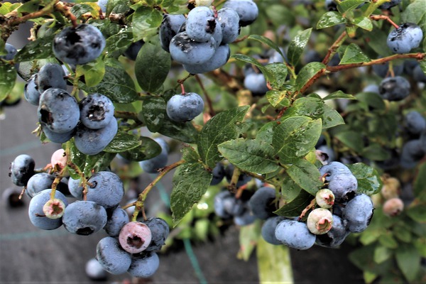 Cueillir des myrtilles : Les meilleures vari&eacute;t&eacute;s go&ucirc;teuses r&eacute;unies dans un m&ecirc;me pot