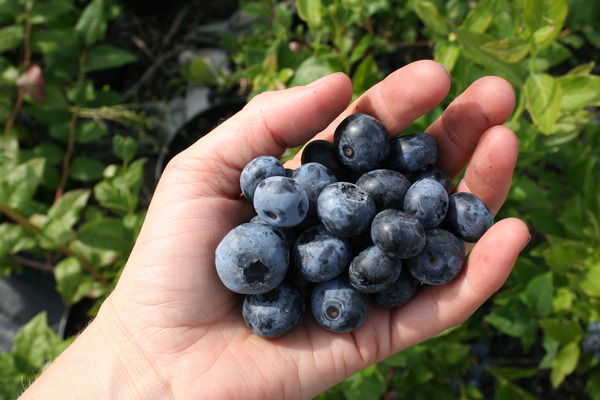 Les myrtilliers hivernent Myrtilles Blue Dessert Lubera