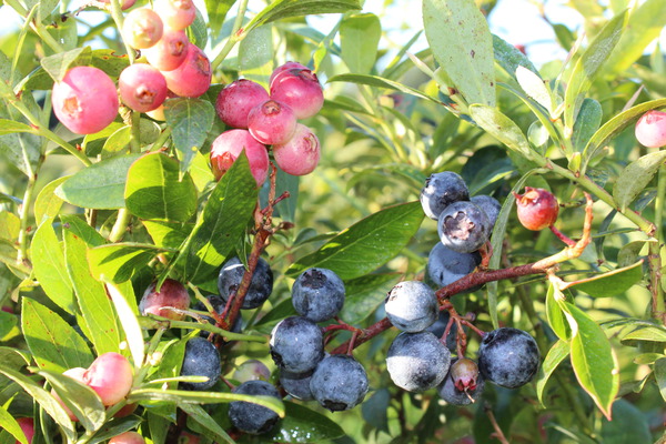 Myrtilles super-aliment Mehrbeere Pinkbeere myrtilles bleues et roses