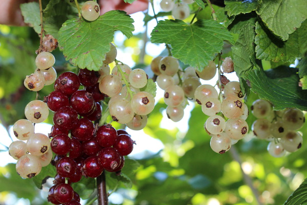 Planter des groseilles blanches Mehrbeere Lubera