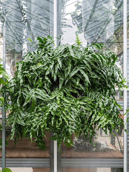 Microsorum diversifolium xxl, Ampel, im 35cm Topf, H�he 90cm, Breite 100cm