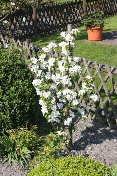 Vari&eacute;t&eacute;s de pommes sucr&eacute;es pommier Malini Lilly lubera