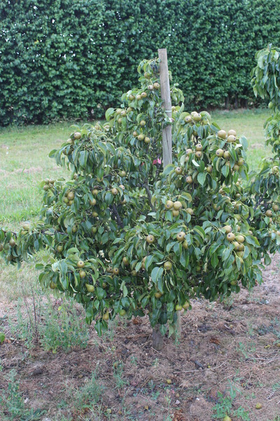 Mini-Birnbaum Pironi� Nr. 3