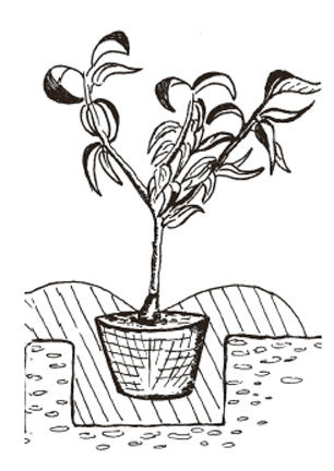 Planter un pommiers nain Planter, entretenir  et tailler un poirier nain Lubera