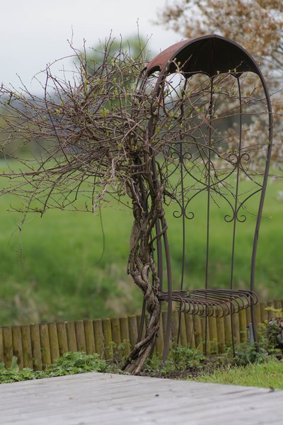 Kiwa&iuml;, <i>Actinidia arguta</i>, Lubera