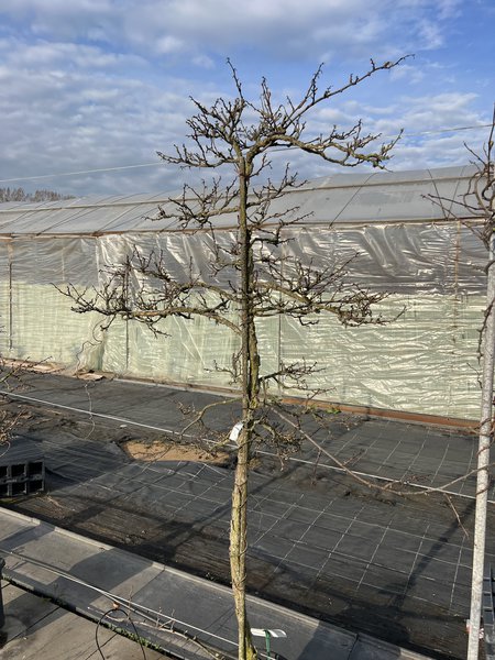 Kiwa&iuml;, <i>Actinidia arguta</i>, Lubera