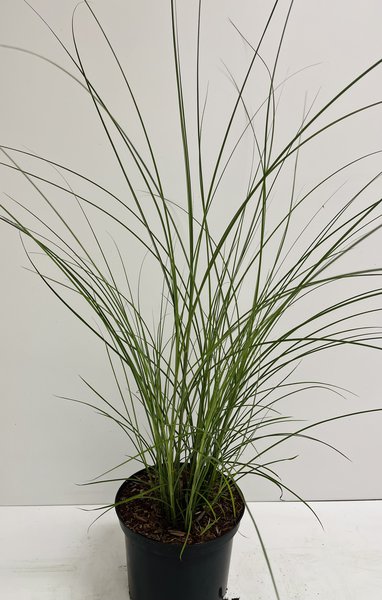Chinaschilf 'Gracillimus'