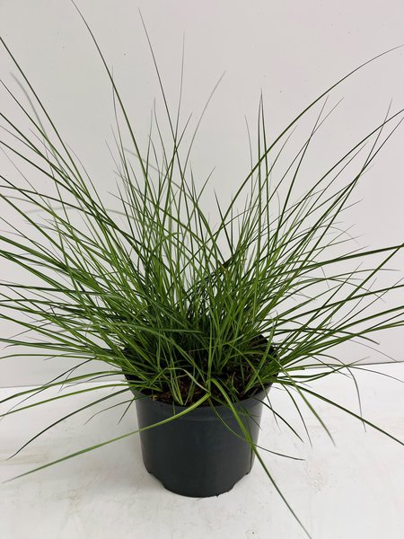 Chinaschilf 'Krater'