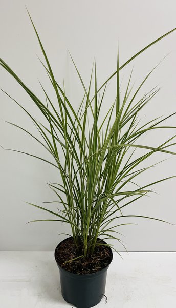 Chinaschilf 'Varigatus'