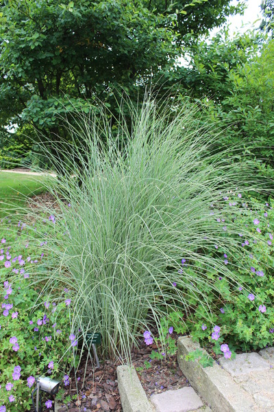 etablierte Pflanze im Garten