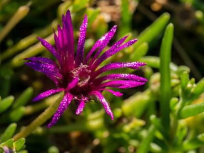 <i>Delosperma cooperi</i>
