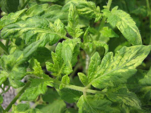 Tomate, virus de la mosa&iuml;que, transmis par exemple par les mouches blanches