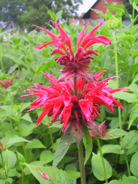 Monarde Monarda fistulosa 'Gardenview Scarlet'