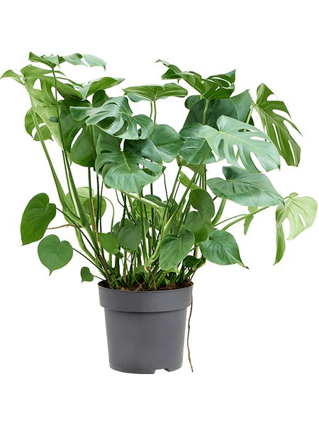 Monstera deliciosa, Busch, im 32cm Topf, H�he 100cm, Breite 50cm