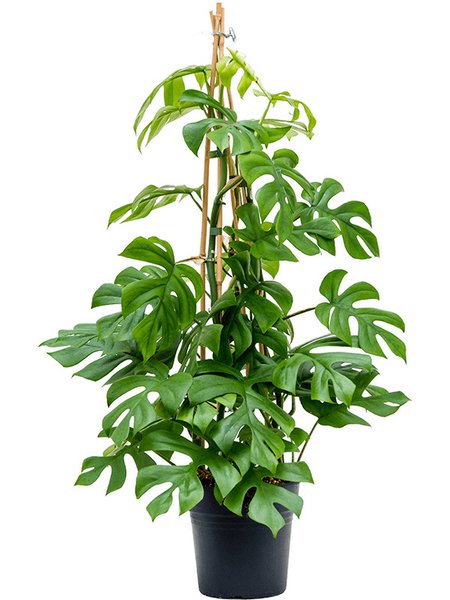 Monstera deliciosa 'Little Sister', Pyramide, im 19cm Topf, H�he 90cm, Breite 40cm