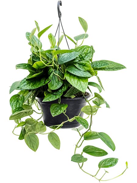 Monstera karstenianum, Ranker, im 28cm Topf, H�he 30cm, Breite 35cm