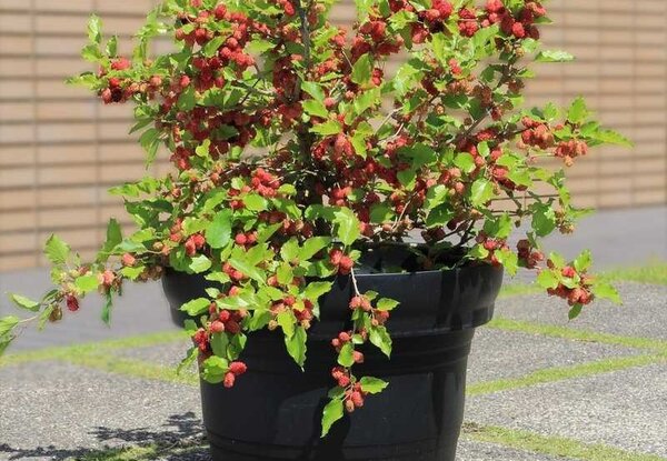 M&ucirc;rier en pot, m&ucirc;re en pot, mojo berry