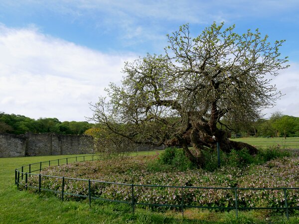 M&ucirc;rier noir, M&ucirc;rier, Morus nigra, Lesnes Abbey