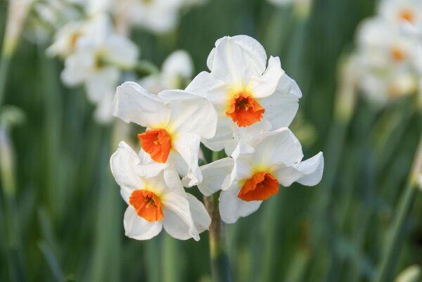 Narcisses parfum&eacute;s, Narcissus tazetta 'Cragford'