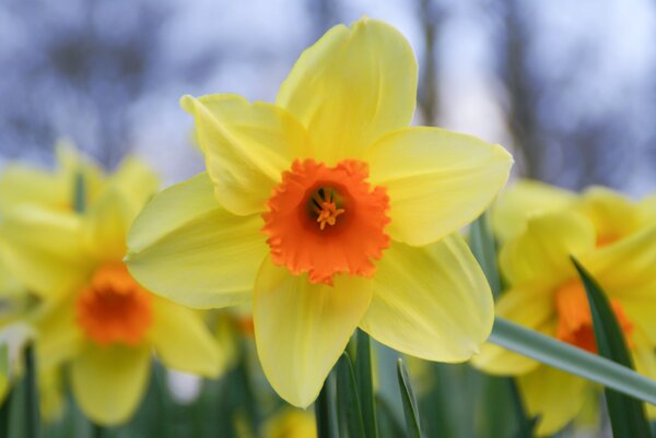 Narcisse &agrave; grande couronne 'Fortissimo'