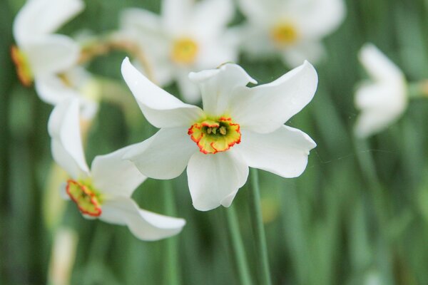 Narcisses parfum&eacute;s, Parfum des narcisses, Narcisse blanc (narcisse des po&egrave;tes), Narcissus poeticus