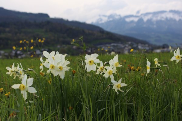 Prairie de narcisses &agrave; Buchs, Narcissus, planter des narcisses
