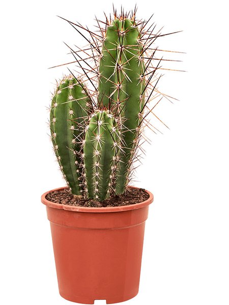 Neoraimondia herzogiana, Verzweigt, im 21cm Topf, H�he 40cm, Breite 25cm