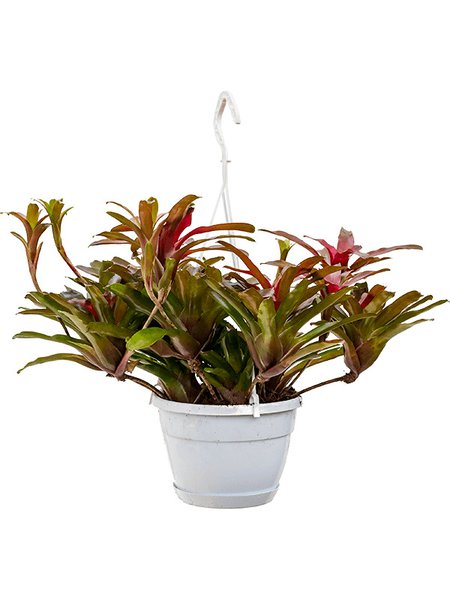 Neoregelia (Nidularium) 'Fireball', Ranker, im 21cm Topf, H�he 50cm, Breite 50cm