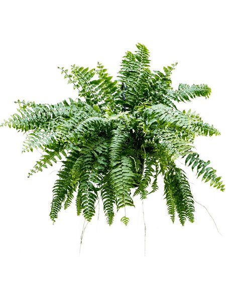 Nephrolepis biserrata 'Macho', Ampel, im 20cm Topf, H�he 50cm, Breite 90cm