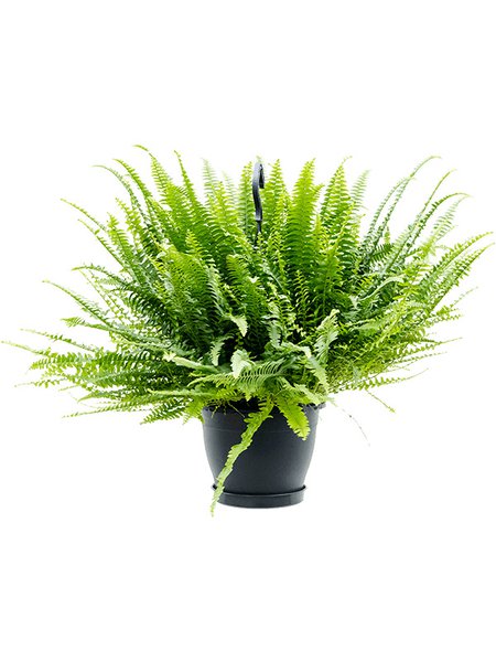 Nephrolepis exaltata 'Green Lady', Ampel, im 20cm Topf, H�he 60cm, Breite 50cm