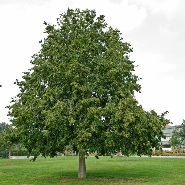 Corylus colurna - Hochstamm